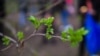 Kyrgyzstan. Bishkek. city. garbage. Subbotnik. Birds, garden. Trees, park. weather/ April 1, 2017